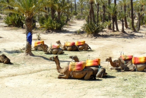 Camel Ride Marrakech Palmeraie