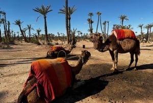 Kameliratsastus Marrakechissa lounaalla (paikallinen ravintola)