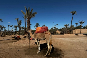 Kameliratsastus Marrakechissa lounaalla (paikallinen ravintola)
