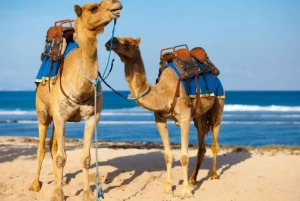 Camel ride tour in Palmerie of Marrakech