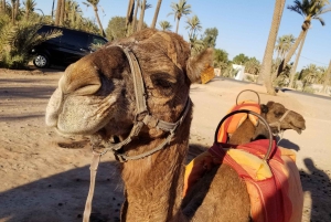 Balade à dos de chameau dans la Palmerie de Marrakech