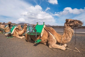 Balade à dos de chameau dans la Palmerie de Marrakech
