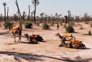 Balade à dos de chameau dans la Palmerie de Marrakech