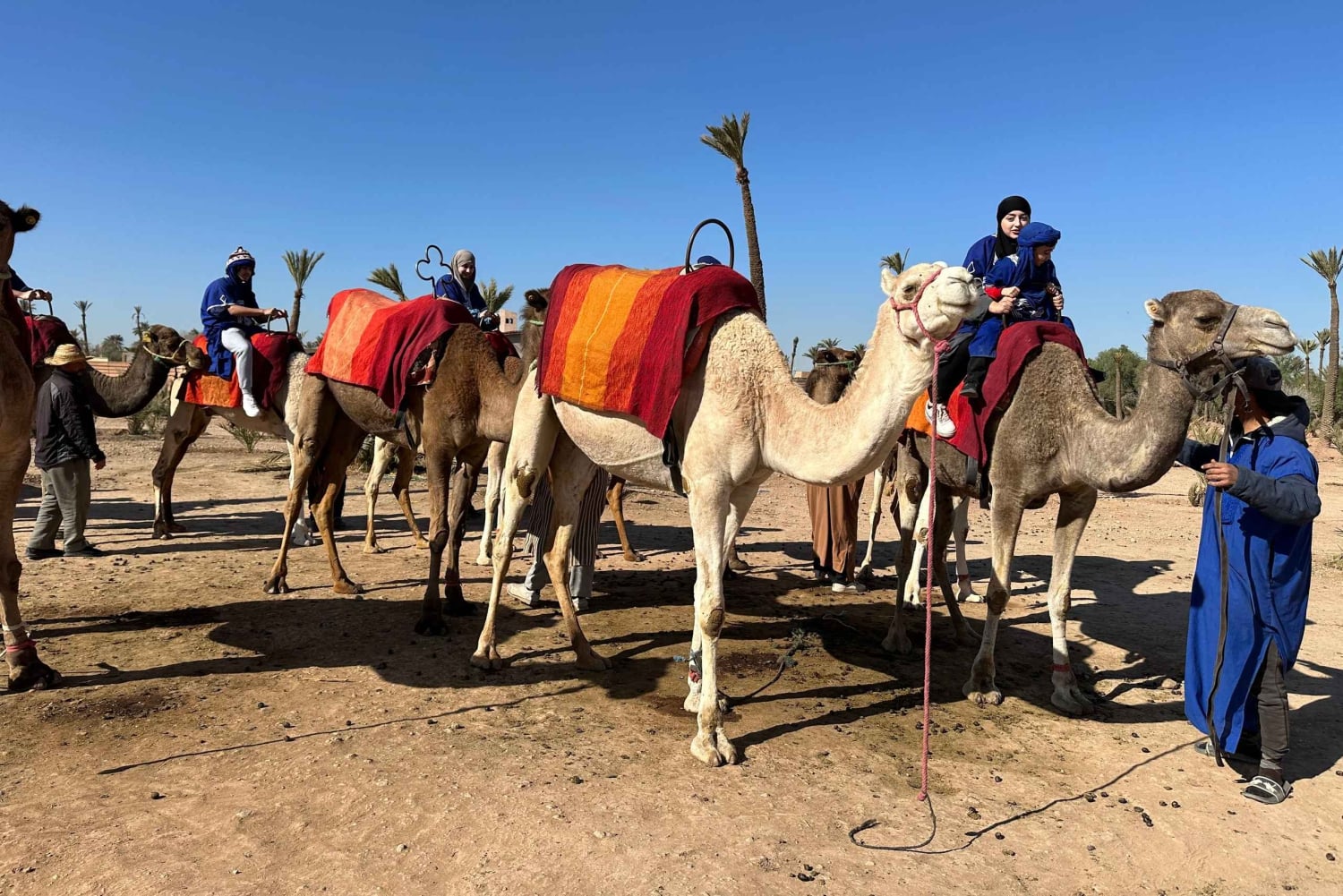 Avventura in cammello nel palmeto di Marrakech