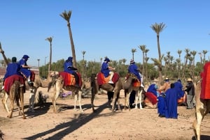 Avventura in cammello nel palmeto di Marrakech