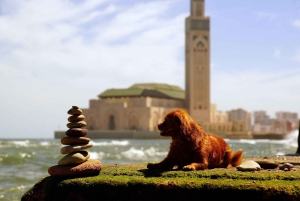 Casablanca Privet Day Tour z Marrakeszu