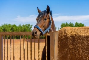 Marokkaanse kookles: tagine van boer tot bord