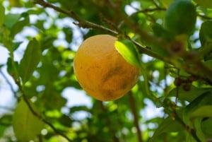 Marokkaanse kookles: tagine van boer tot bord
