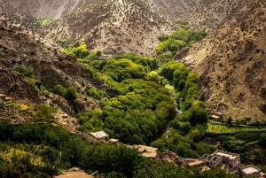 Day Trip & Overnight Desert with Dinner Show & Camel Ride