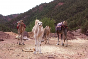 Day Trip to Atlas Mountains, Camel Ride, And Berber Villages
