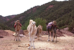 Day Trip to Atlas Mountains, Camel Ride, And Berber Villages