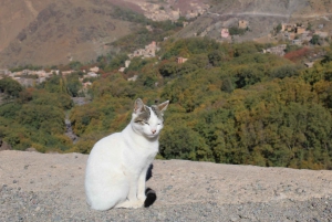 Day Trip to Imlil with Lunch in Berber House from Marrakech