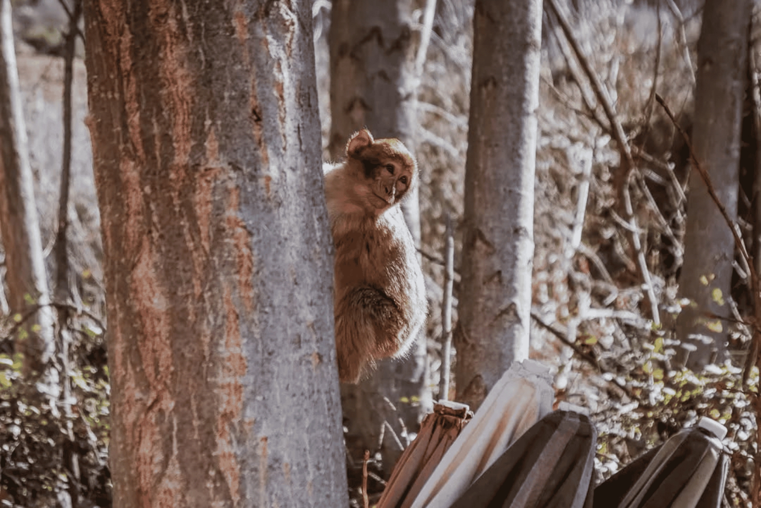 Dagstur til Ourika-dalen med fossefall og lunsj