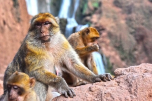 Ouzoud Waterfalls Guided Hike and Boat Trip