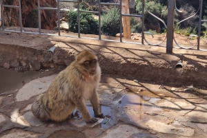 De Marrakech: une journée Guidée aux Super Cascades d'Ouzoud