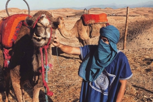 Agafay-middag i ørkenen i nomadeleiren og kamelridning