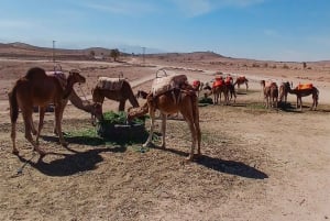 Marrakech: Agafay Desert Camel Ride, Dinner, Pool & Quad