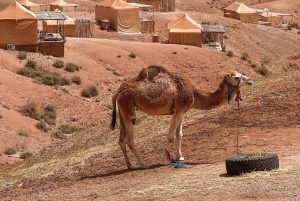 Desert tour dinner show & camel ride with sunset views