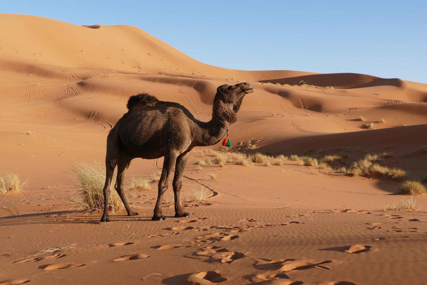 Desert tour from Casablanca : 5 Days to Desert and Marrakech