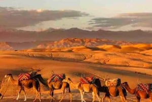 DINNER IN AGAFAY DESERT UNDER THE STARS WITH SHOW AND CAMELS