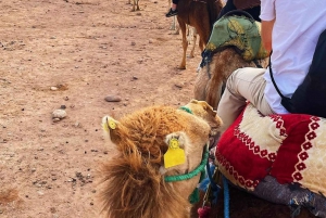 Marrakech: Dinner Show with Camel Ride and Desert Sunset