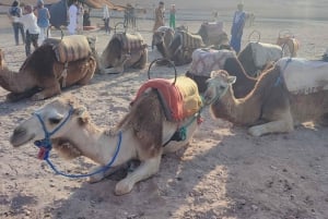 Marrakesh: Agafayn aavikon auringonlasku, kameliratsastus, illallinen ja show.