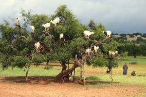 Essaouira Coastal Adventure Full-Day Excursion from Marakech