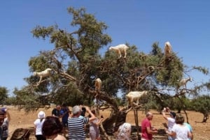 From Marrakech: Small Group to Essaouira & Sekkala Day Trip