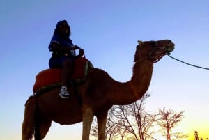 Exploring Palmerai on a Majestic sun set camel experience