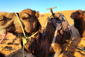 De Fez a Marrakech: tour mágico de 3 días y 2 noches en el Sáhara