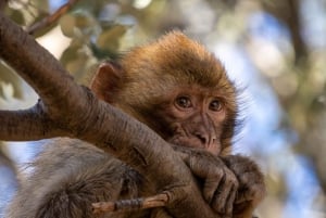 De Fez a Marrakech: tour mágico de 3 días y 2 noches en el Sáhara