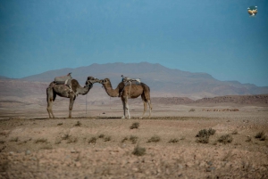 Desde Fez: Excursión de 3 días por el desierto de Merzouga y Marrakech