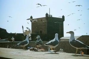 Desde Agadir: tour privado de 3 días a Marrakech y Casablanca