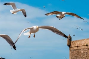Desde Agadir: tour privado de 3 días a Marrakech y Casablanca