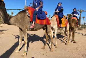 Desde Casablanca: excursión de un día a Marrakech y paseo en camello
