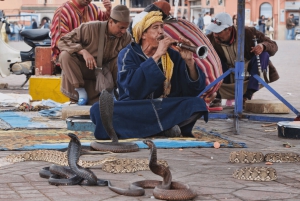 Desde Casablanca: excursión de un día a Marrakech y paseo en camello