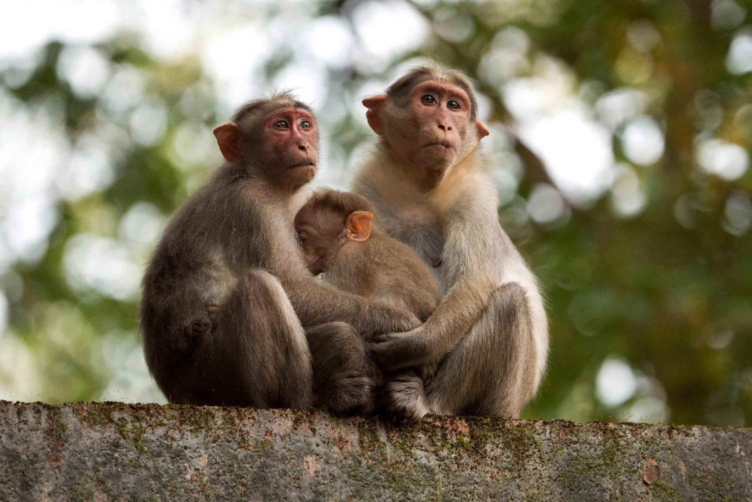 Ab Fes: 2-tägige Luxus-Wüstentour nach Marrakesch und zurück nach Fes