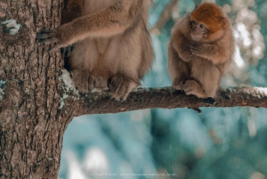 Fra Fes: 2-dages Sahara-tur med kamelridning og sandboarding