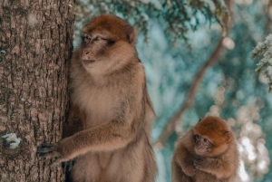Desde Fez: Excursión de 2 días por el Sáhara con paseo en camello y Sandboarding