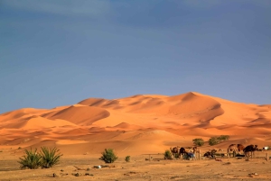 Fesistä : 4 päivän aavikkomatkat Merzougan aavikolle Marrakechiin