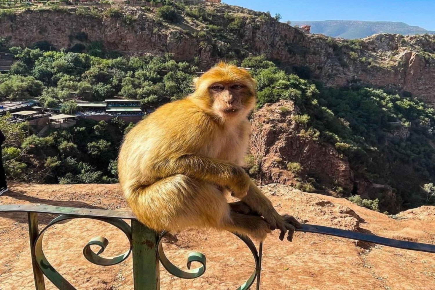Dagsutflykt från Marrakech till Ouzouds vattenfall
