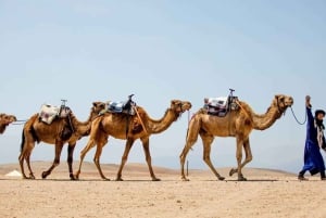 Z Marakeszu: godzinna przejażdżka na wielbłądzie o zachodzie słońca na pustyni Agafay
