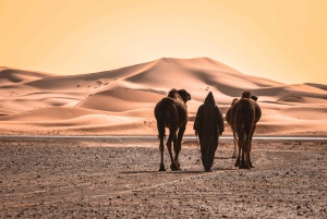 Marrakech: 2-Day Private Zagora Desert Tour with Camel Ride