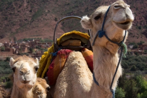 From Marrakech: 2-Day Sahara Desert Trip with Camel Ride