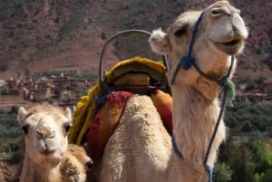 Marrakechista: Zagouran aavikkoleiri, jossa on kameliratsastus.