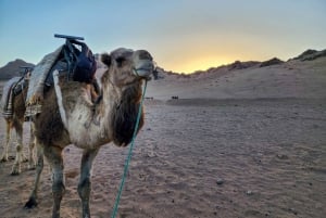 Från Marrakech: 2-dagars äventyr till Zagoraöknen