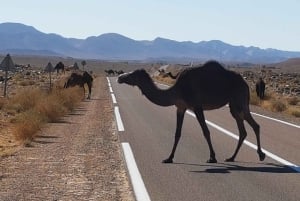Fra Marrakech: 2 dage, 1 nat ved Atlanterhavet, Essaouira og Agadir-stranden