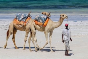 Fra Marrakech: 2 dage, 1 nat ved Atlanterhavet, Essaouira og Agadir-stranden