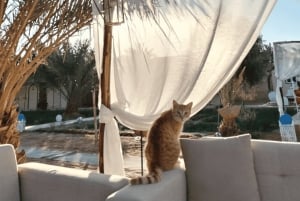 De Marraquexe: viagem de 2 dias ao deserto com regresso a Fez ou Marraquexe