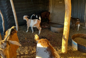 A partir de Marraquexe: Excursão de 2 horas de buggy no deserto de Agafay Advanture